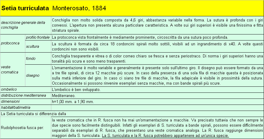 Il genere Setia e Crisilla nel Mediteraneo